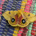 Lo moth/peacock moth