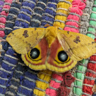 Lo moth/peacock moth