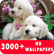 Golden Retriever Live Wallpapers HD  Icon