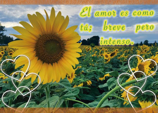 Frases de amor con girasoles