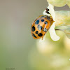 Yellow Ladybug