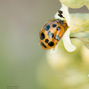 Yellow Ladybug