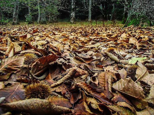 Autunno di stefytina