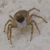 Jumping spider