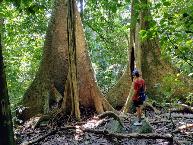 Bukit Bal Twin Trees