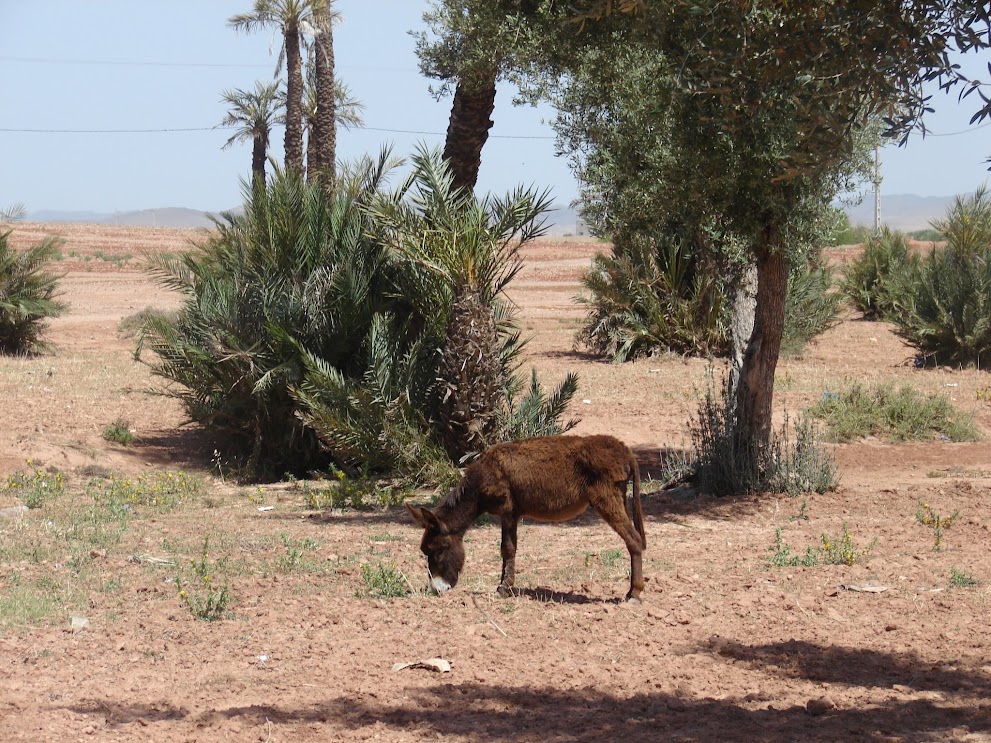 Marrakech