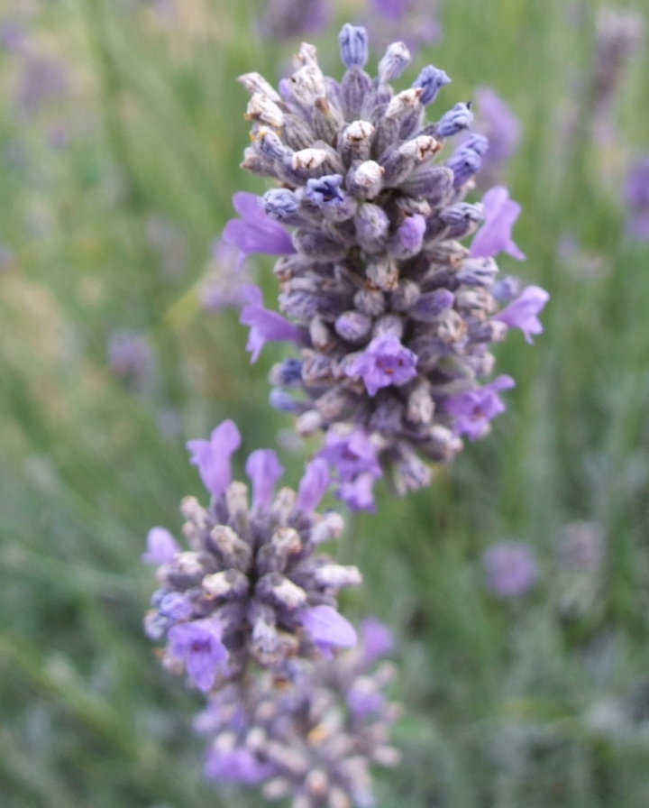 Lavanda di ciubecca