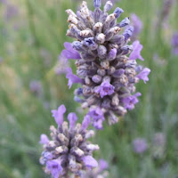 Lavanda di 