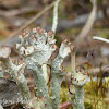 Cup Lichen