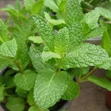 Image result for mentha plant