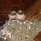 Barn swallows