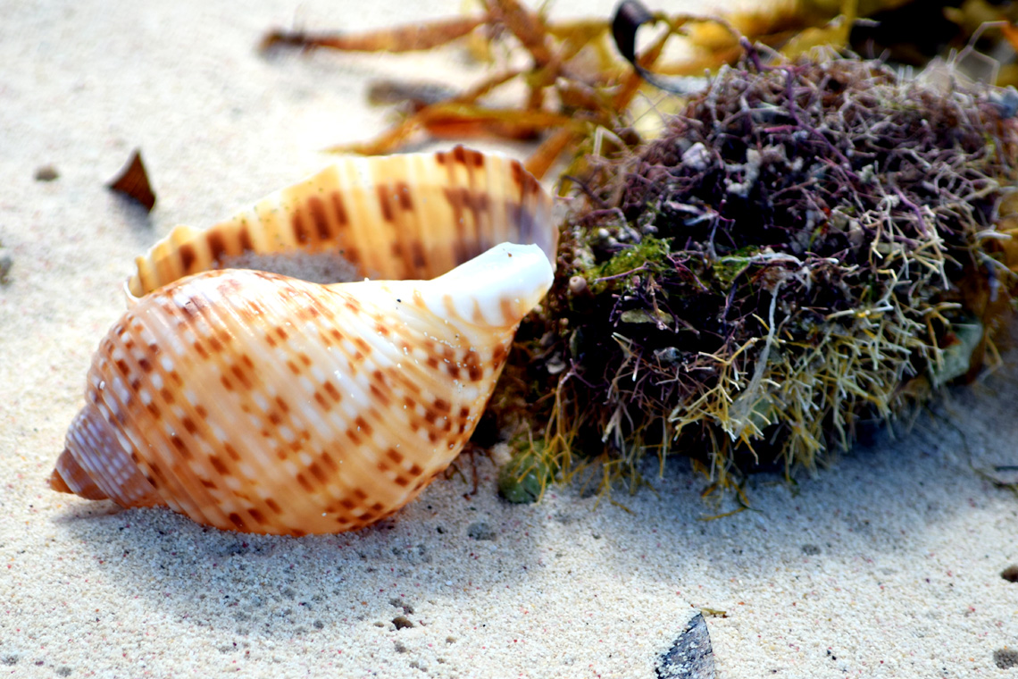 Atlantic Partridge Tun (shell)