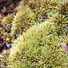 Pincushion moss