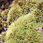 Pincushion moss