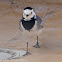 White Wagtail; Lavandera Blanca