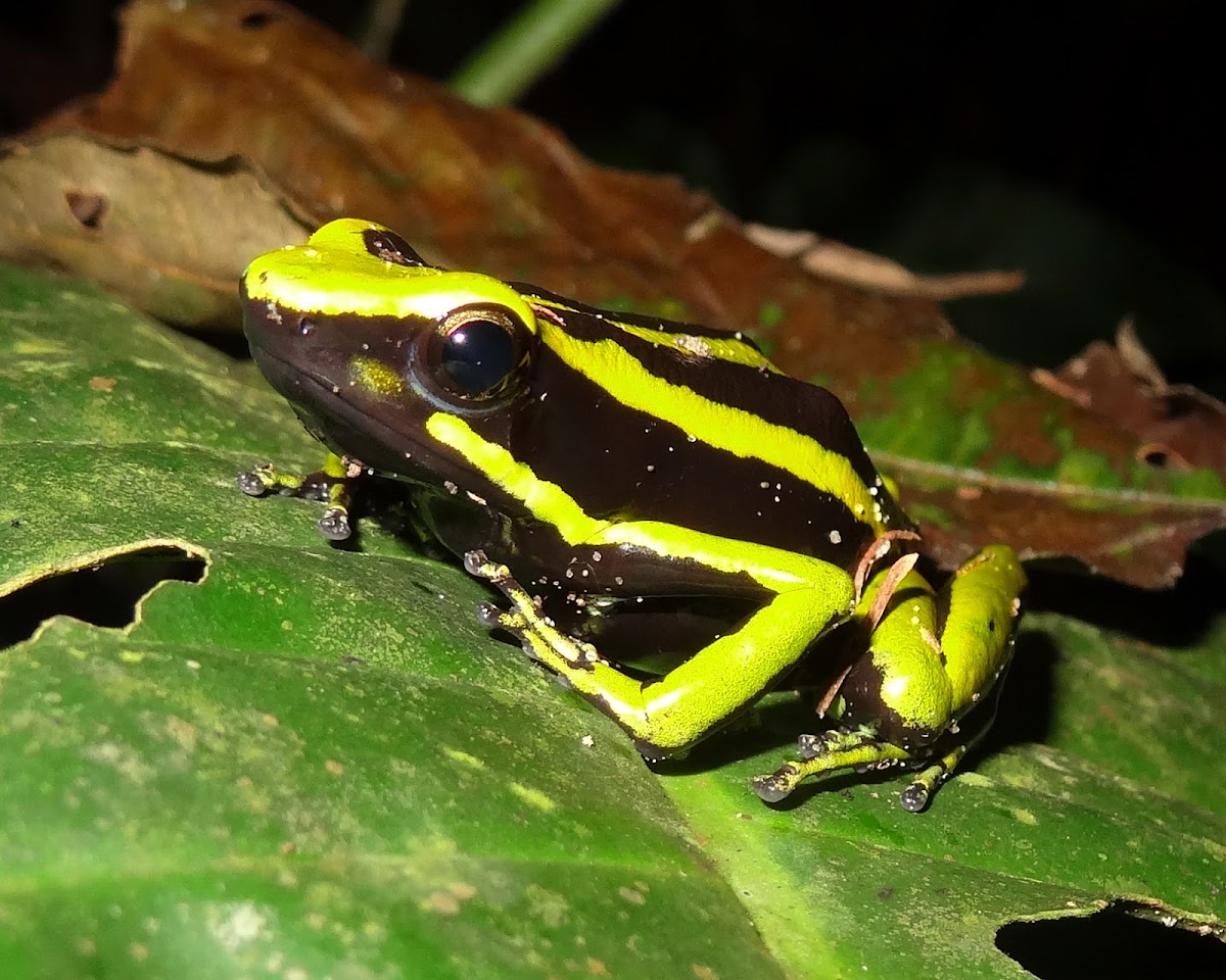 Three-striped Poison Dart frog