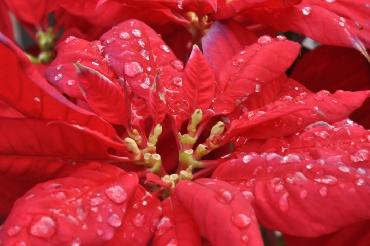 Piove sul Natale... di Mimmo