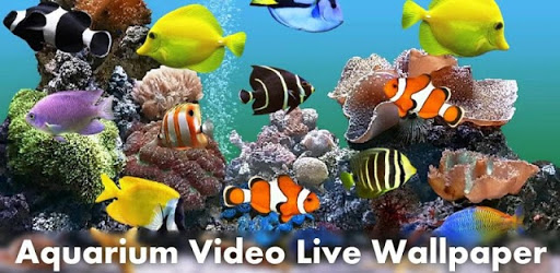 Aquarium Video Live Wallpaper