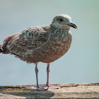 Herring Gull