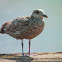 Herring Gull