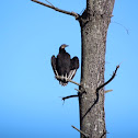 Turkey Vulture