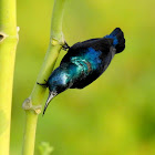 Purple sunbird- Male