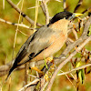 The brahminy myna