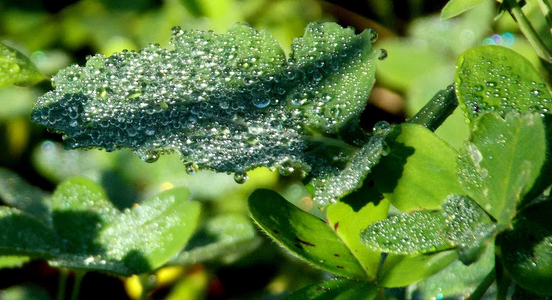 Gocce di rugiada nel verde di Francesca Boschetti