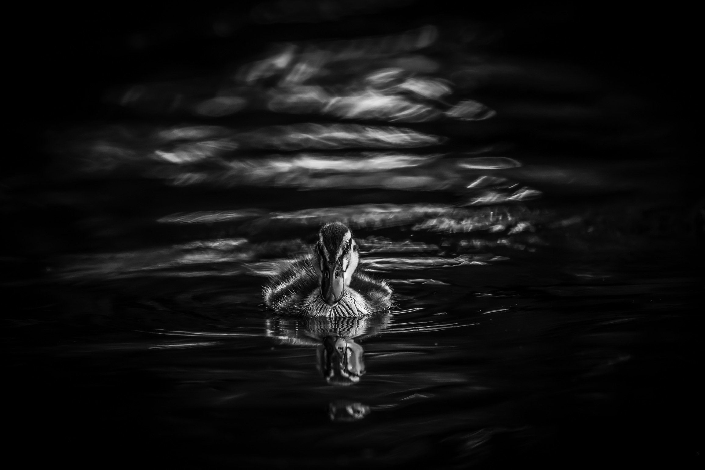 Angry duckling di Fabio Cavallaro