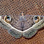 Emperor Moth