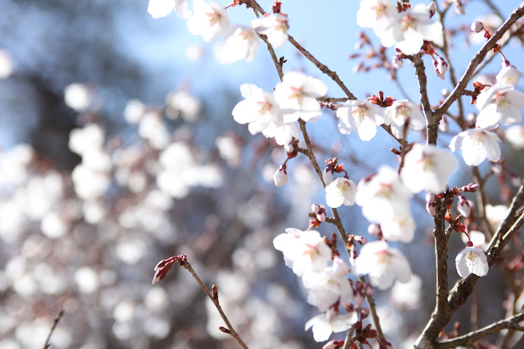 ラクティスの4月もよろしくお願い致します🌸・桜とコラボ・マメザクラに関するカスタム事例の投稿画像4枚目