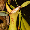 Pitcher Plant