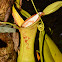 Pitcher Plant