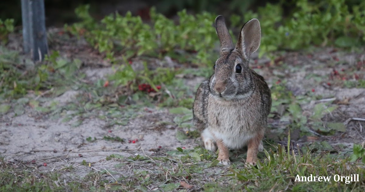 Eastern Cottontail