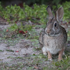 Eastern Cottontail