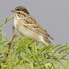 Clay-colored Sparrow