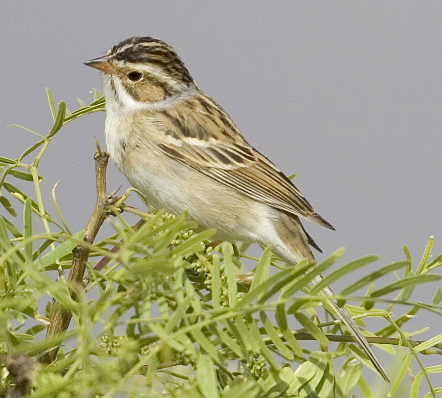 Clay-colored Sparrow