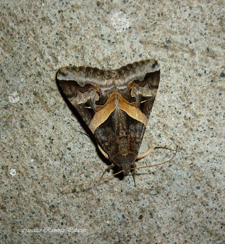 Melipotis indomita Moth