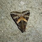 Melipotis indomita Moth