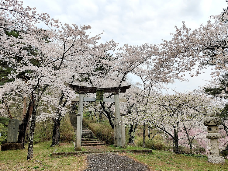 コペンの桜とコラボ・山形・鶴岡・大山公園に関するカスタム事例の投稿画像2枚目