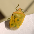 Southern green stink bug