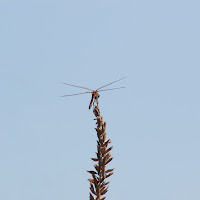 Elicottero naturale di 