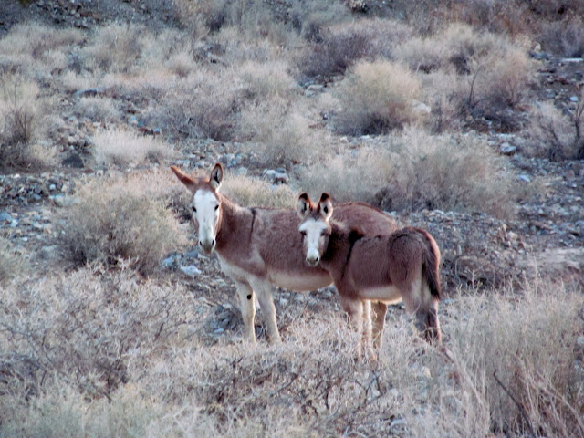 Wild burros in Wildrose Canyon