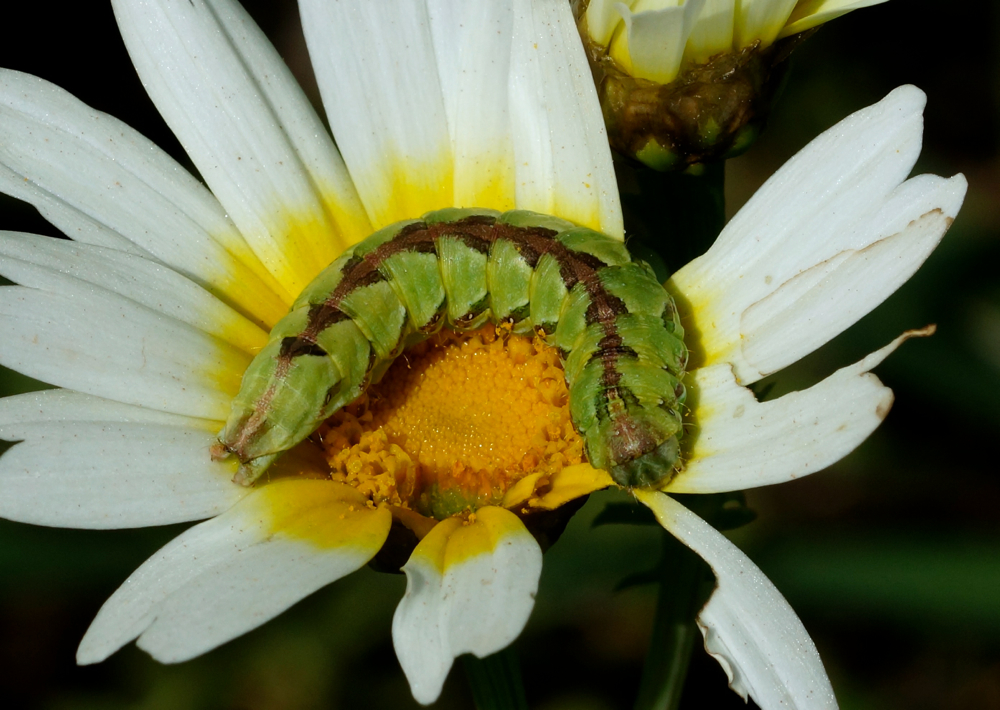 Caterpillar