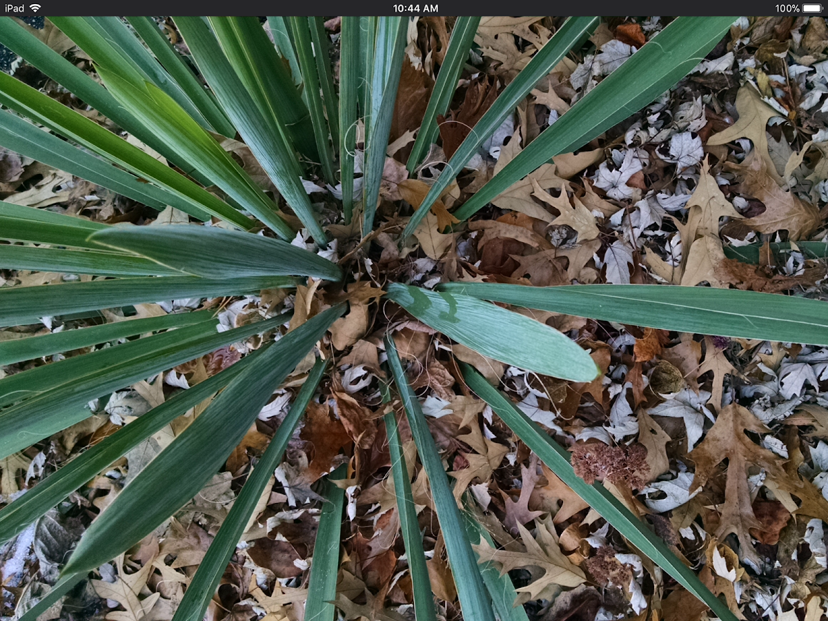 Sisal plant