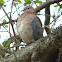 Laughing Dove