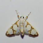 Crambid Moth