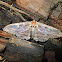 Erebid moth