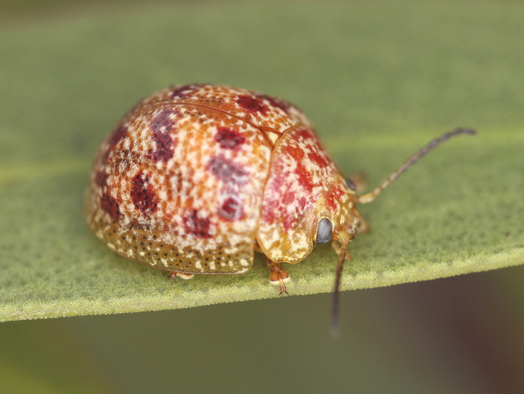 Leaf Beetle