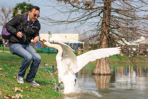 La preda del cigno di s3V